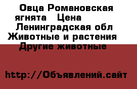 Овца Романовская ягнята › Цена ­ 5 000 - Ленинградская обл. Животные и растения » Другие животные   